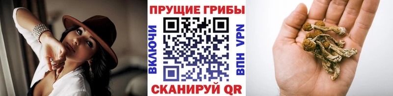 Псилоцибиновые грибы мицелий Ковров